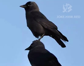 为什么天津工业大学的上空那么多乌鸦啊？